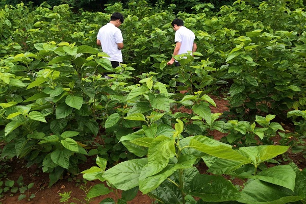88660bc64d544691894ca8e4258da93d.jpg 桑树种植地参观图.jpg