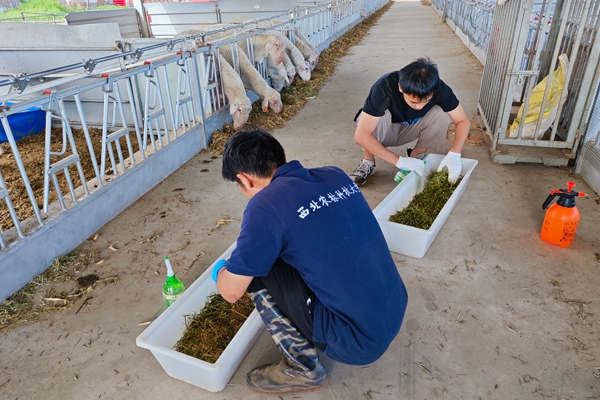 1b041541ba314247a30fe318ca884c0f.jpg 图片二 队员配制含菌液的母羊饲料.jpg